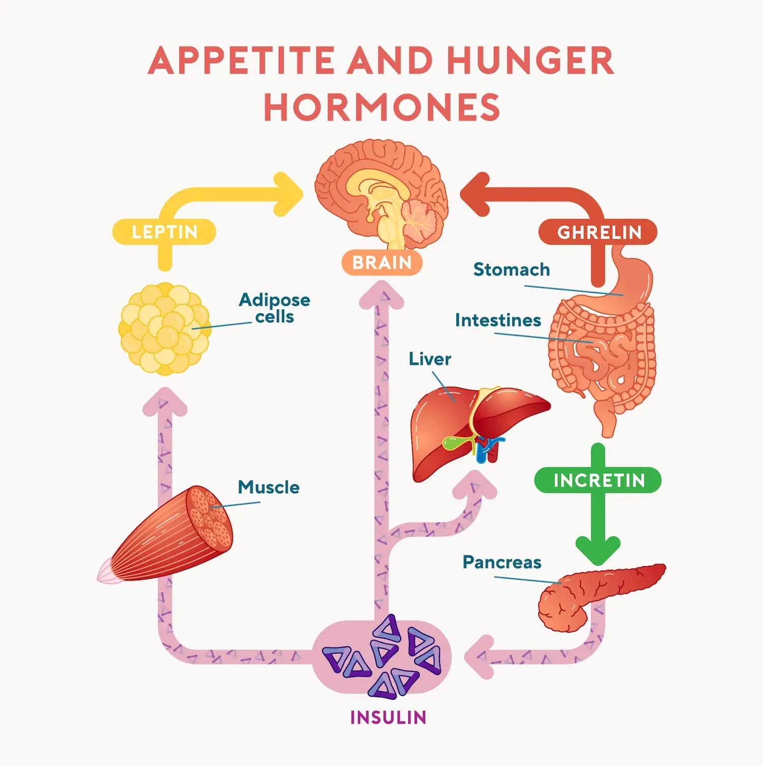 The Science of Satiety: How Protein Keeps You Feeling Full | Roam