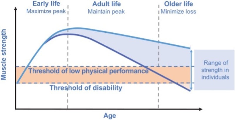 The relationship between muscle strength over a person's lifetime